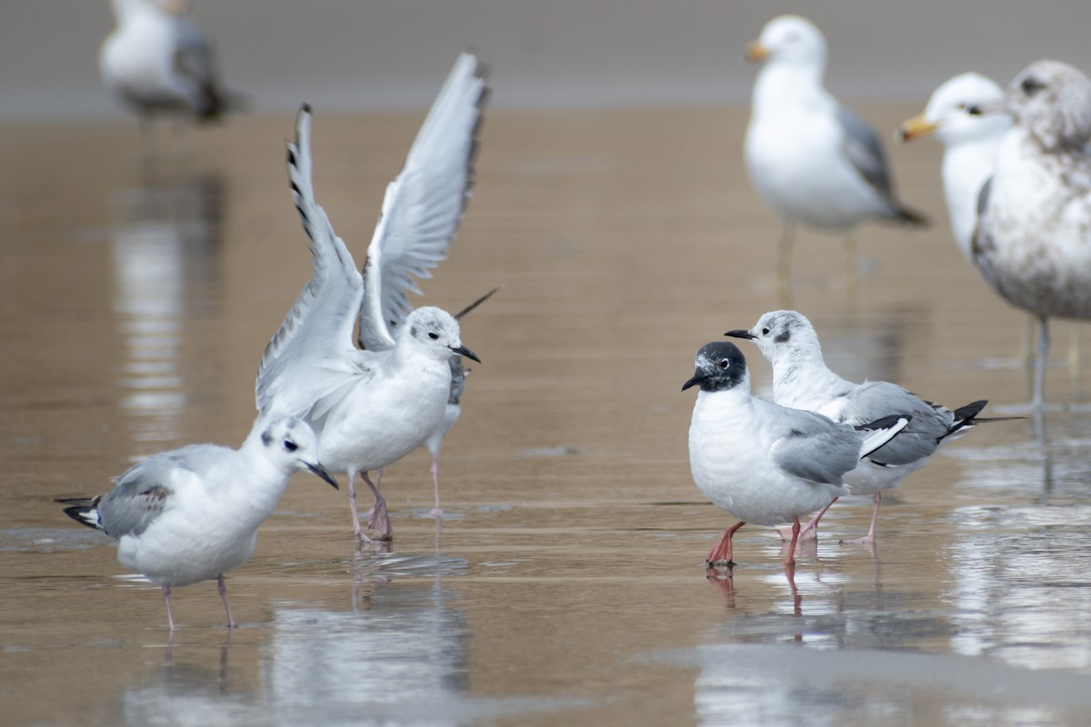 Bonaparte's Gull - ML620758344