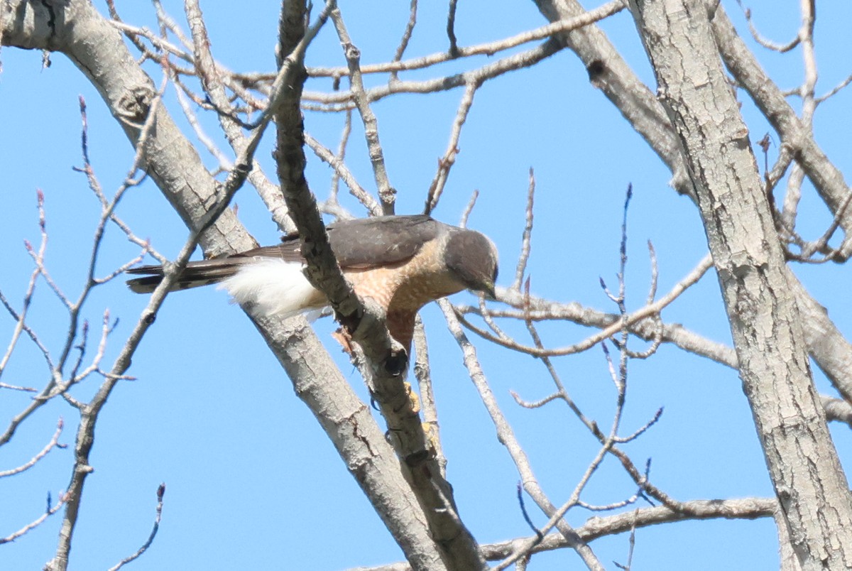 Cooper's Hawk - ML620758346