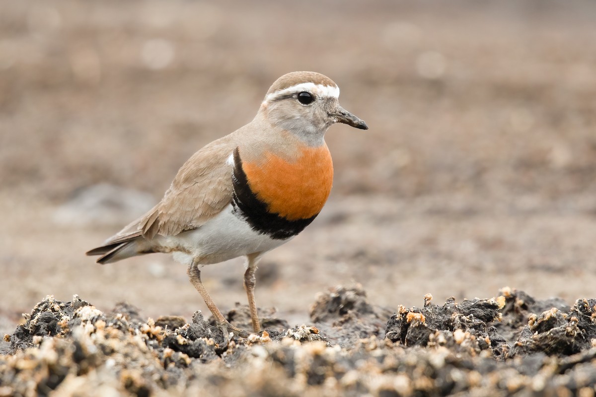 Rufous-chested Dotterel - ML620758347