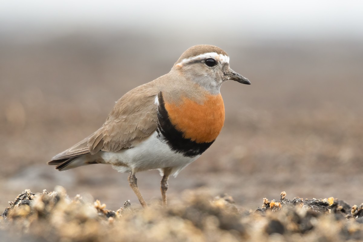 Rufous-chested Dotterel - ML620758348