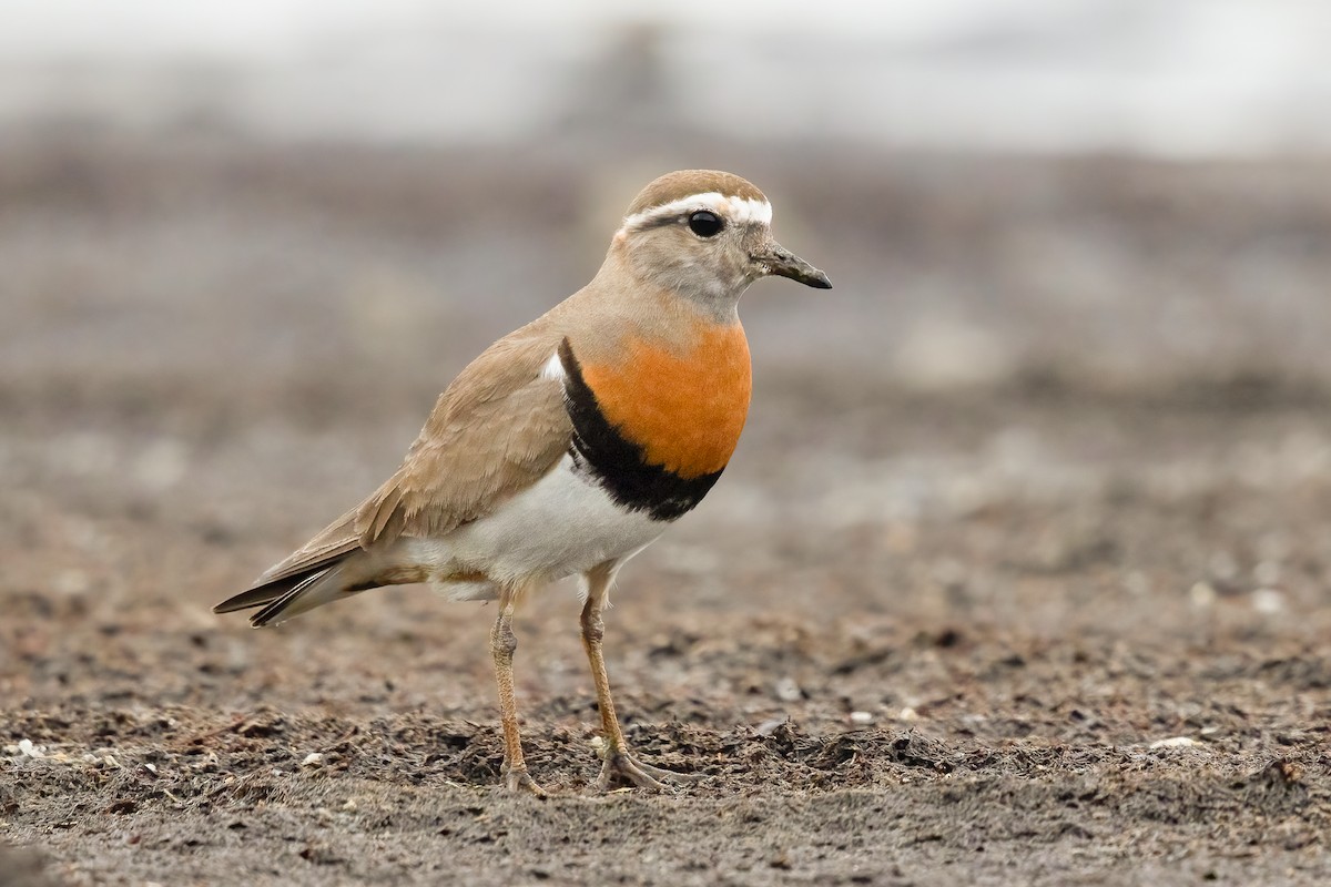 Rufous-chested Dotterel - ML620758349