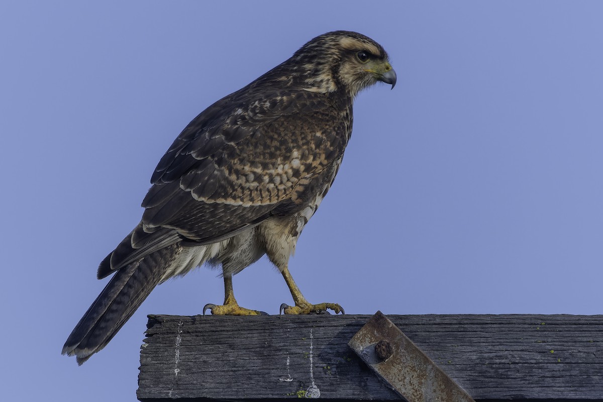 Harris's Hawk (Bay-winged) - ML620758350