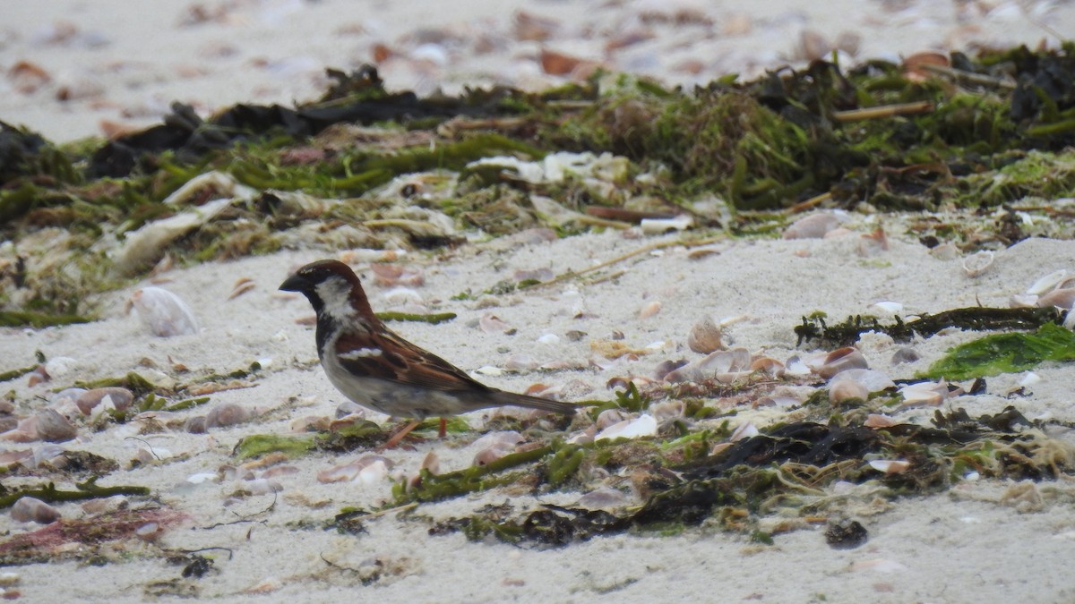 House Sparrow - ML620758355