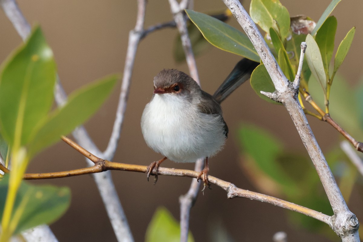 Superb Fairywren - ML620758358