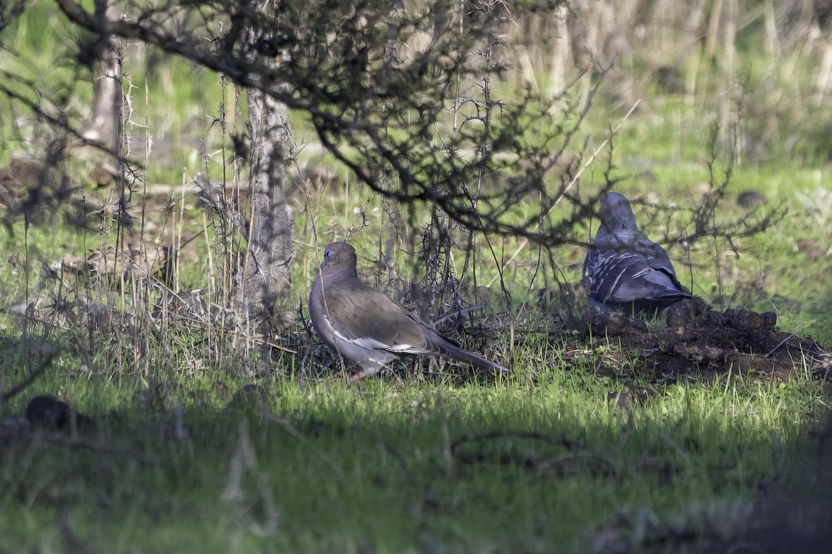 Rock Pigeon (Feral Pigeon) - ML620758360