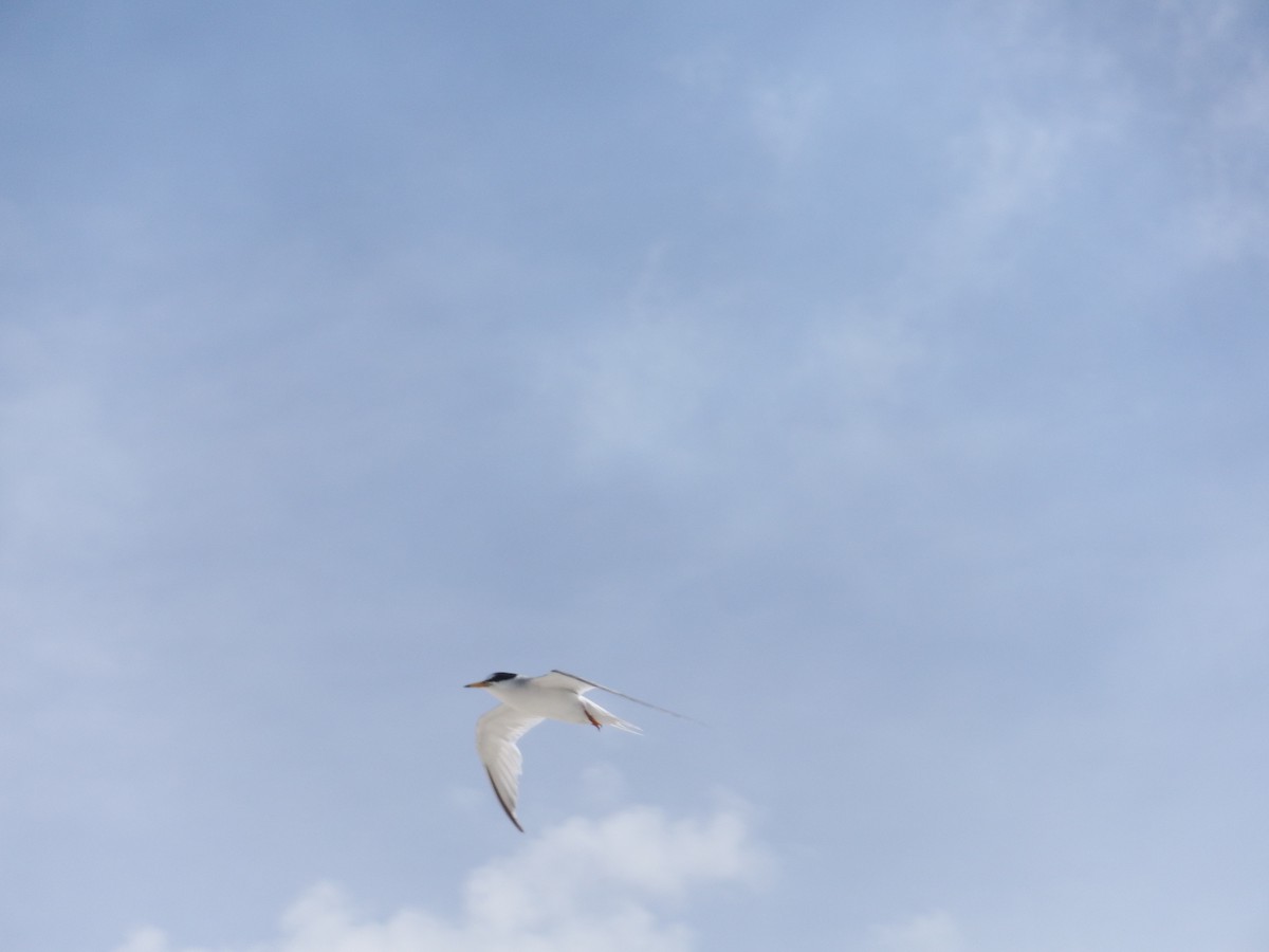 Least Tern - ML620758361