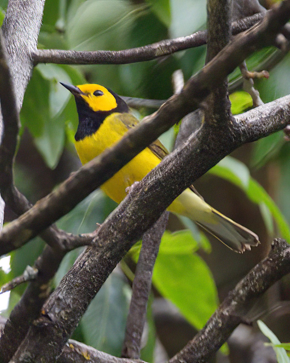 Hooded Warbler - ML620758369