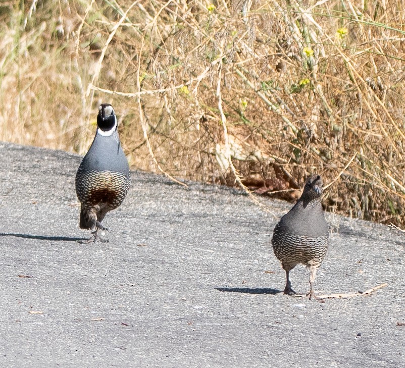 California Quail - Debra Miyamoto