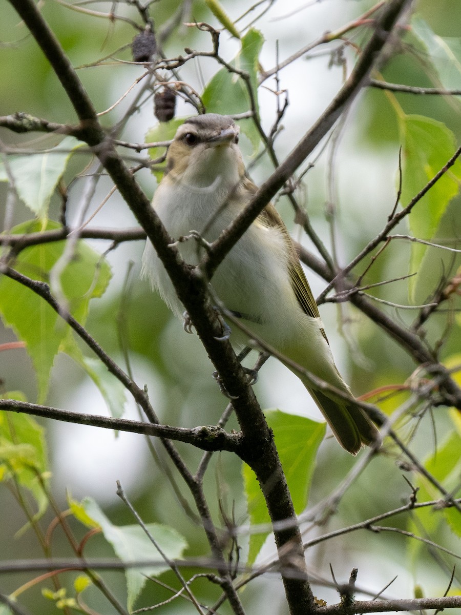 Red-eyed Vireo - ML620758374