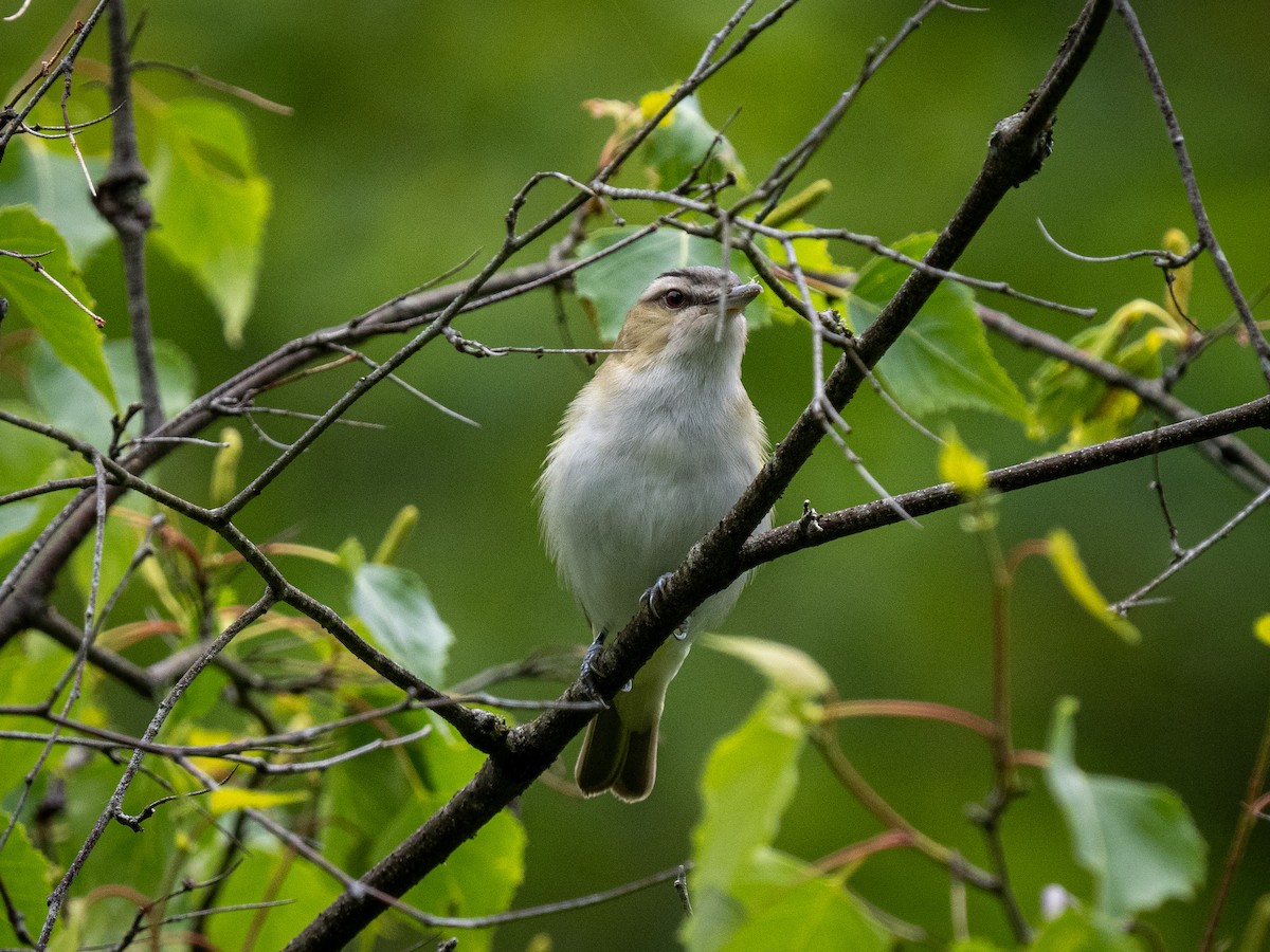 Kızıl Gözlü Vireo - ML620758376