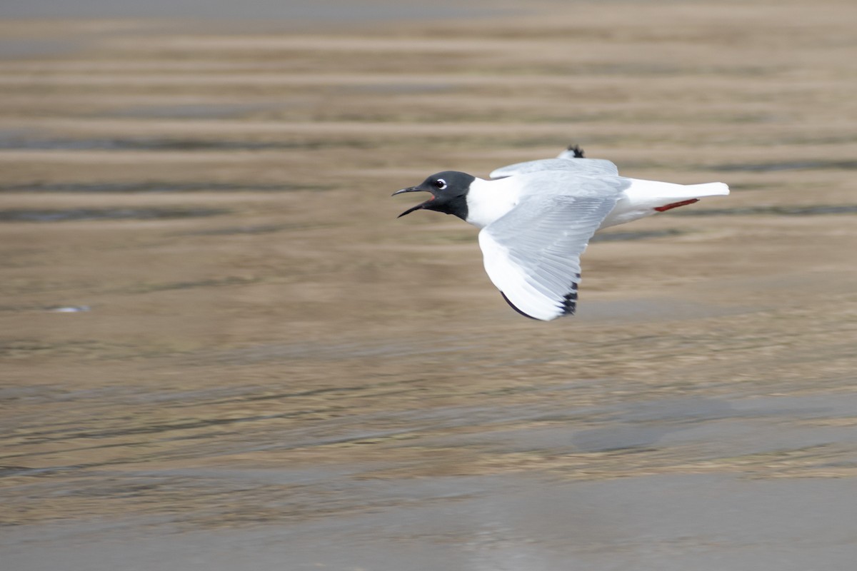 Bonaparte's Gull - ML620758381