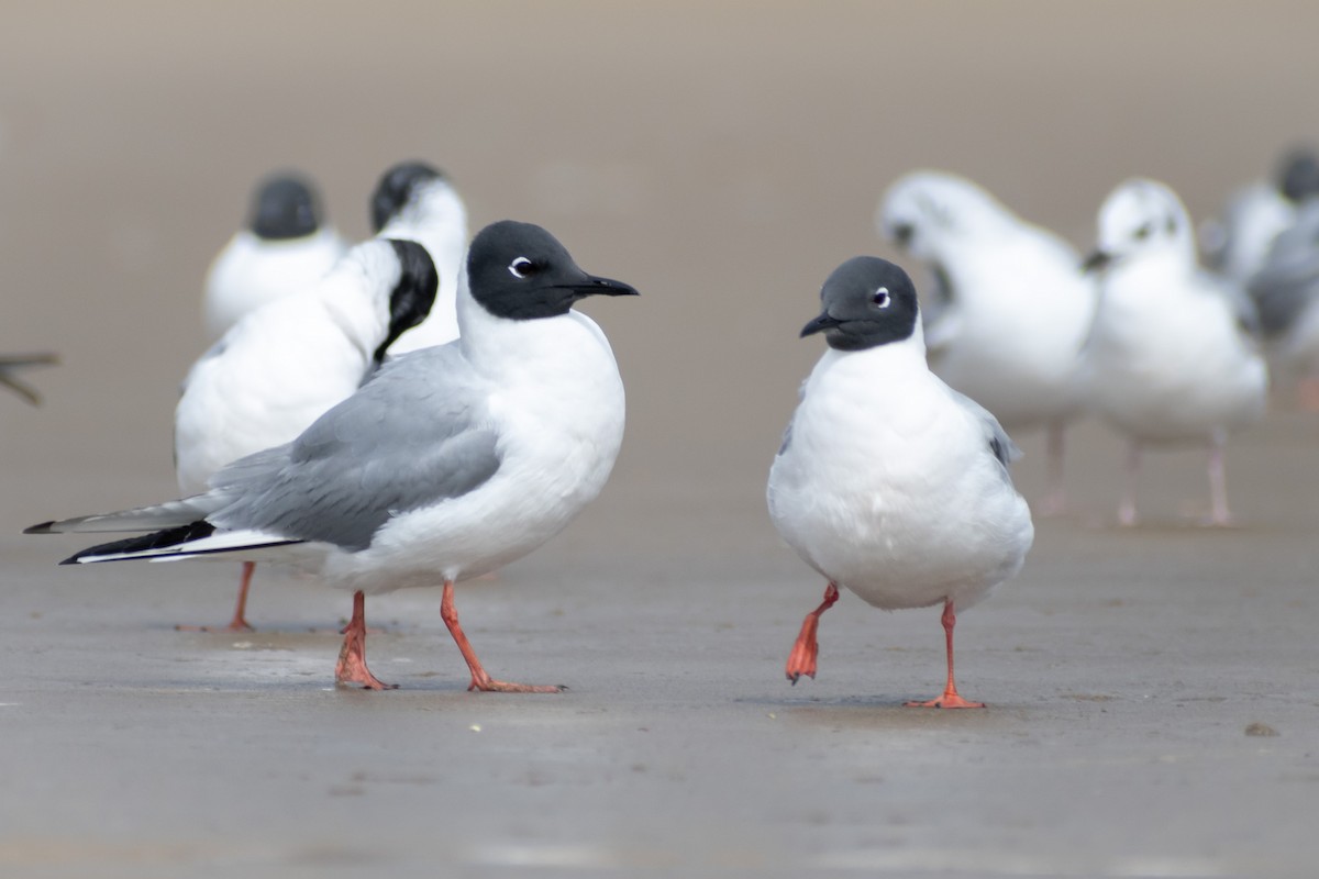 Bonaparte's Gull - ML620758382