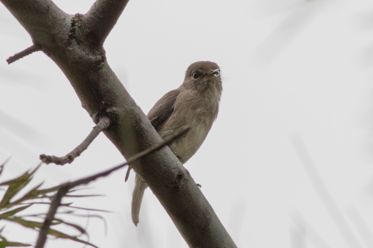 African Dusky Flycatcher - ML620758391