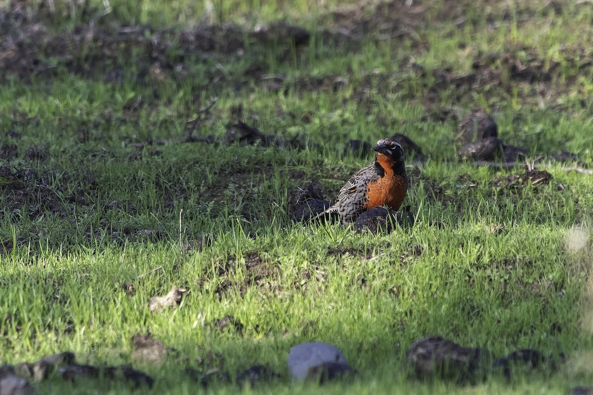 Long-tailed Meadowlark - ML620758394