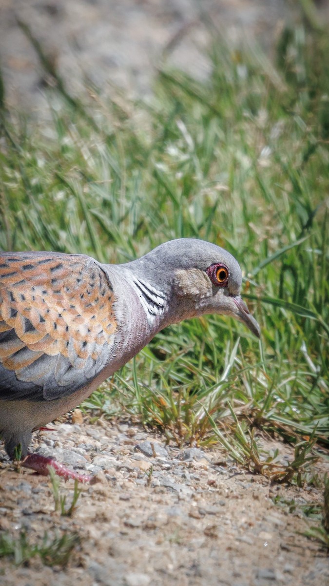 European Turtle-Dove - ML620758395