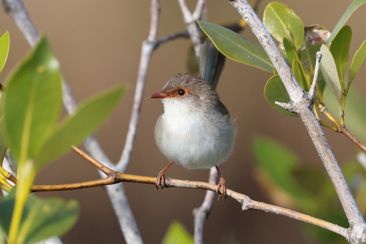 Superb Fairywren - ML620758416