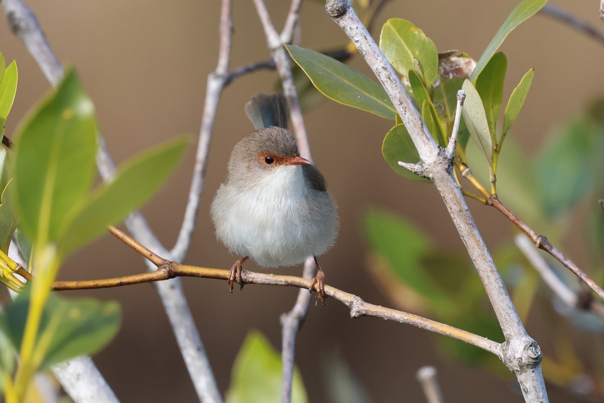 Superb Fairywren - ML620758417