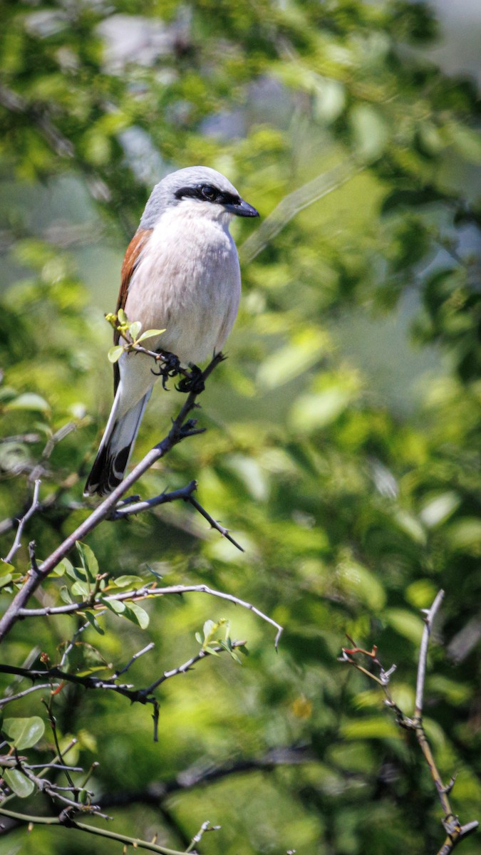 Red-backed Shrike - ML620758419