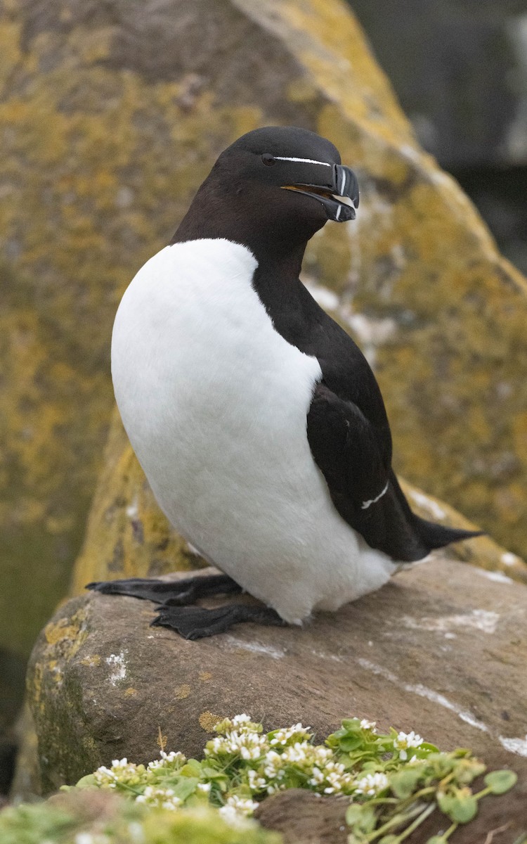 Razorbill - ML620758439