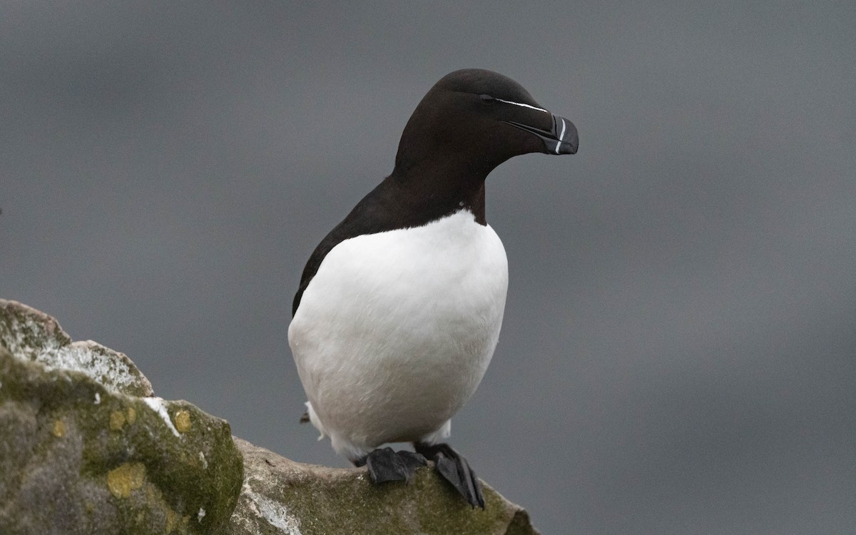 Razorbill - Andra Florea