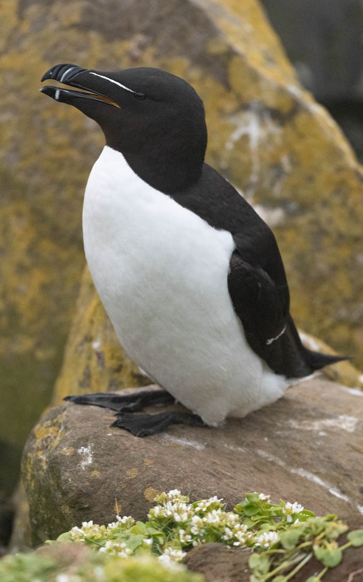 Razorbill - ML620758441