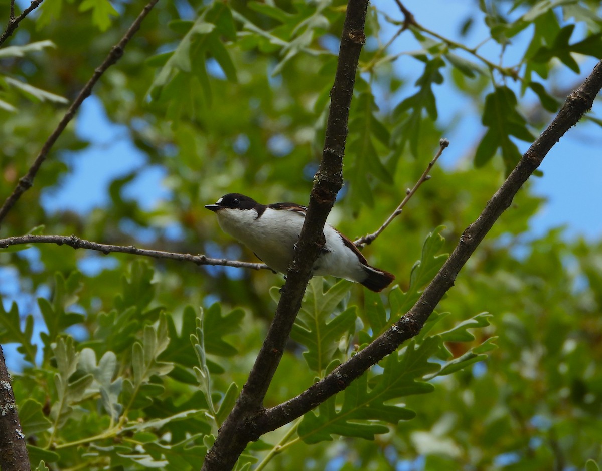 European Pied Flycatcher - ML620758444