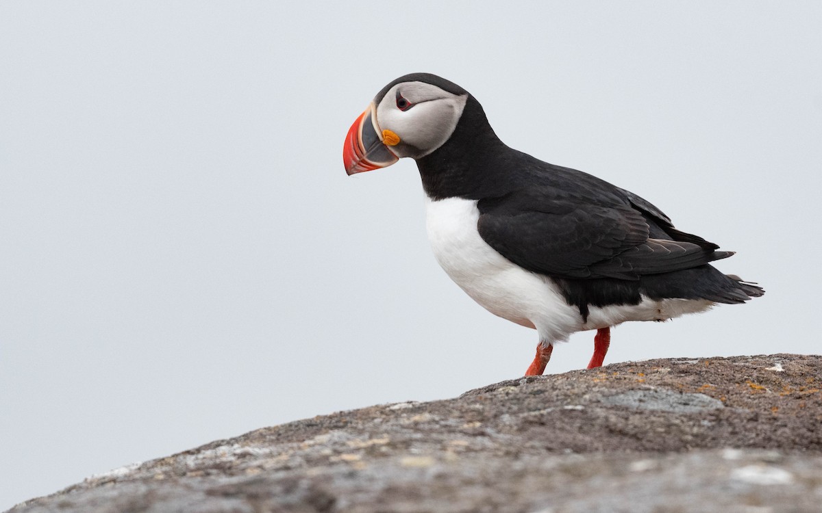 Atlantic Puffin - ML620758451