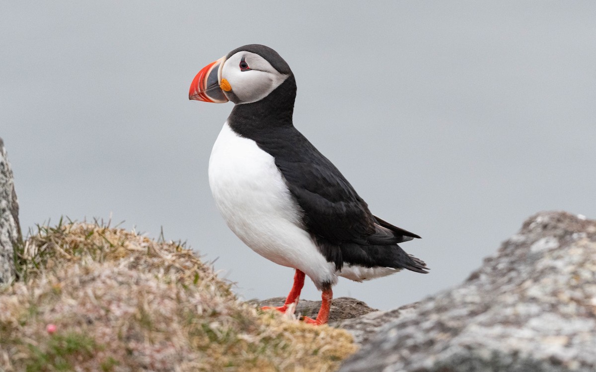 Atlantic Puffin - ML620758452