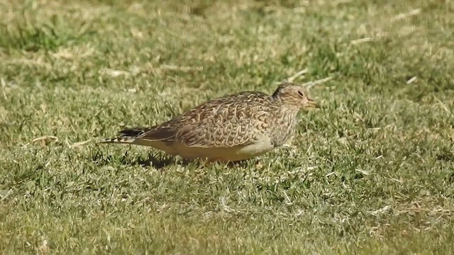 Gray-breasted Seedsnipe - ML620758459