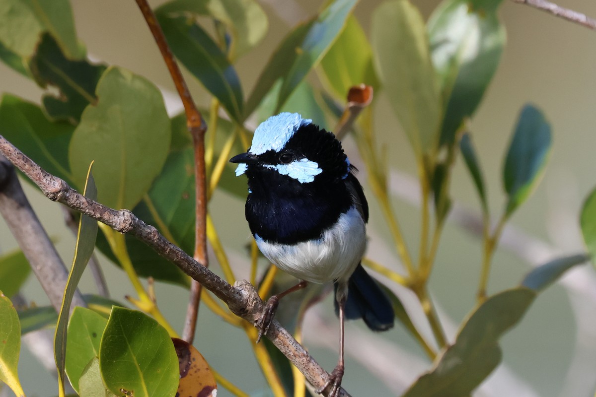 Superb Fairywren - ML620758461