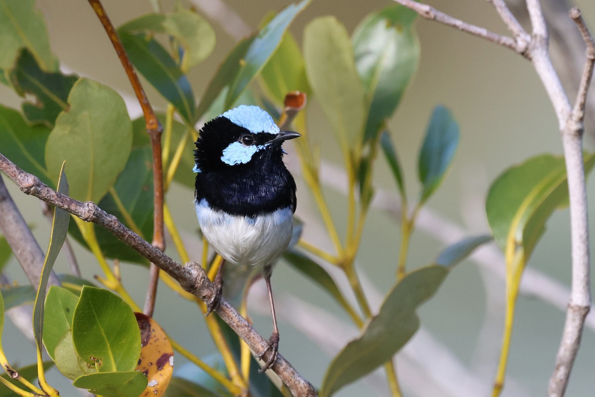 Superb Fairywren - ML620758463