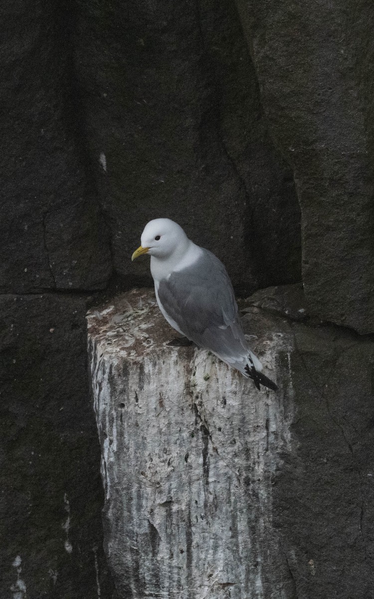 Black-legged Kittiwake - ML620758469