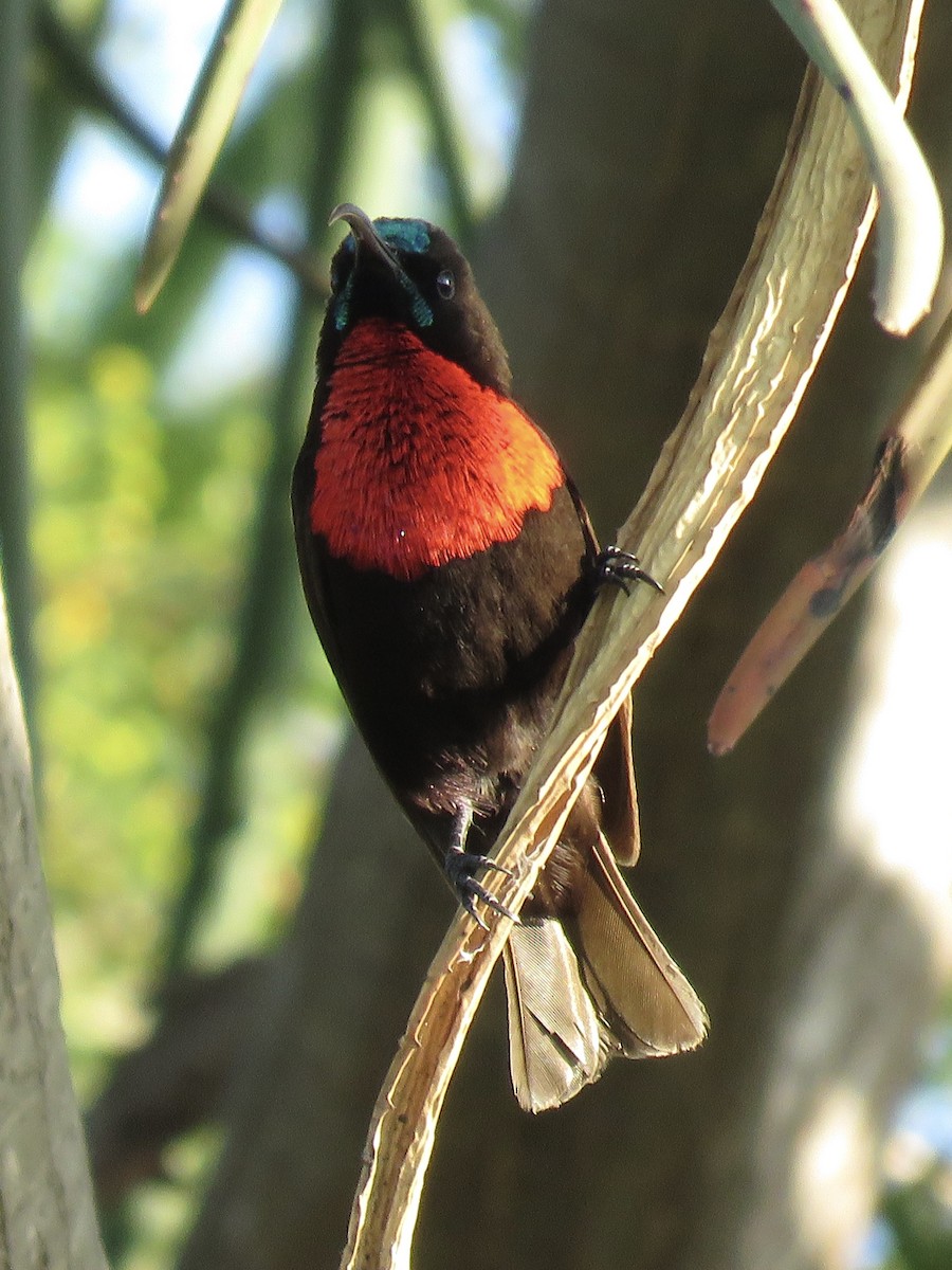 Scarlet-chested Sunbird - ML620758473