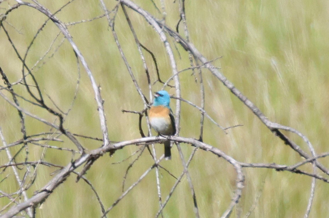 Lazuli Bunting - ML620758476