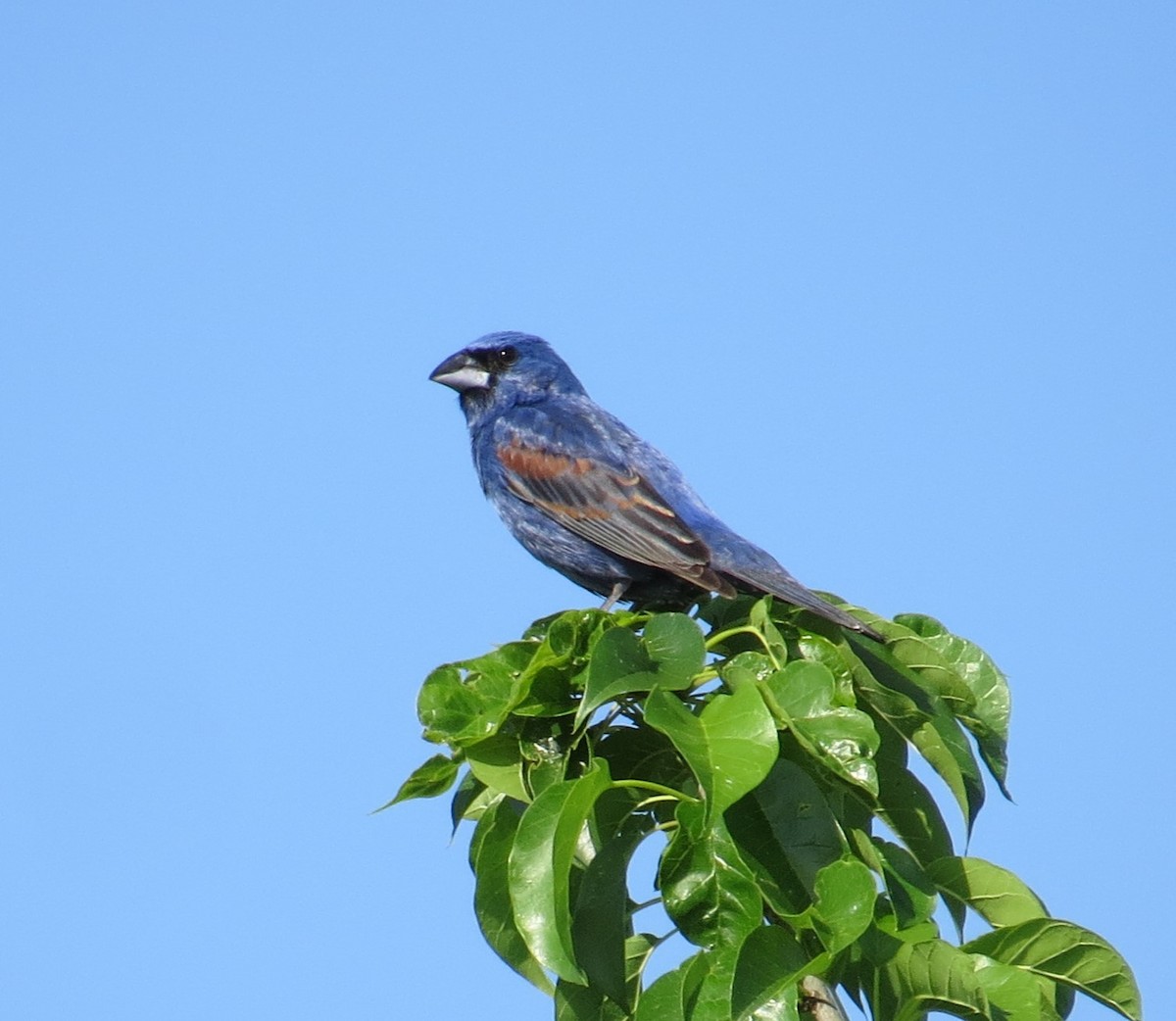 Blue Grosbeak - ML620758478