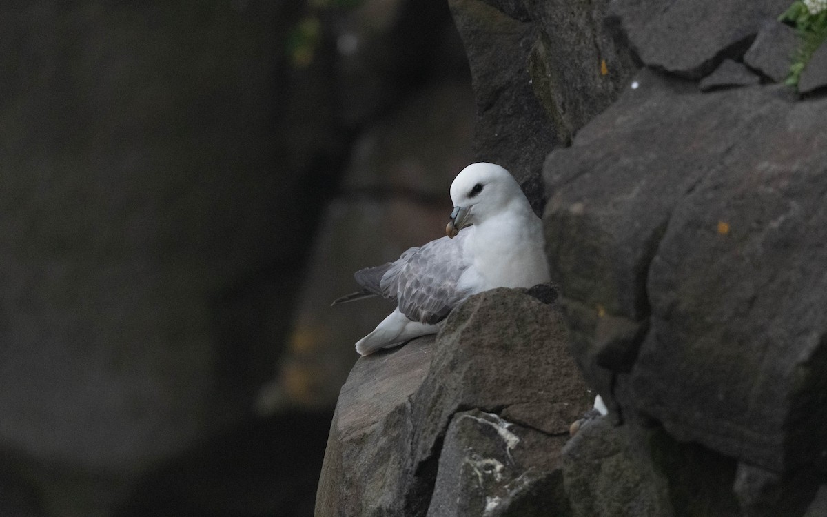 Northern Fulmar - ML620758480