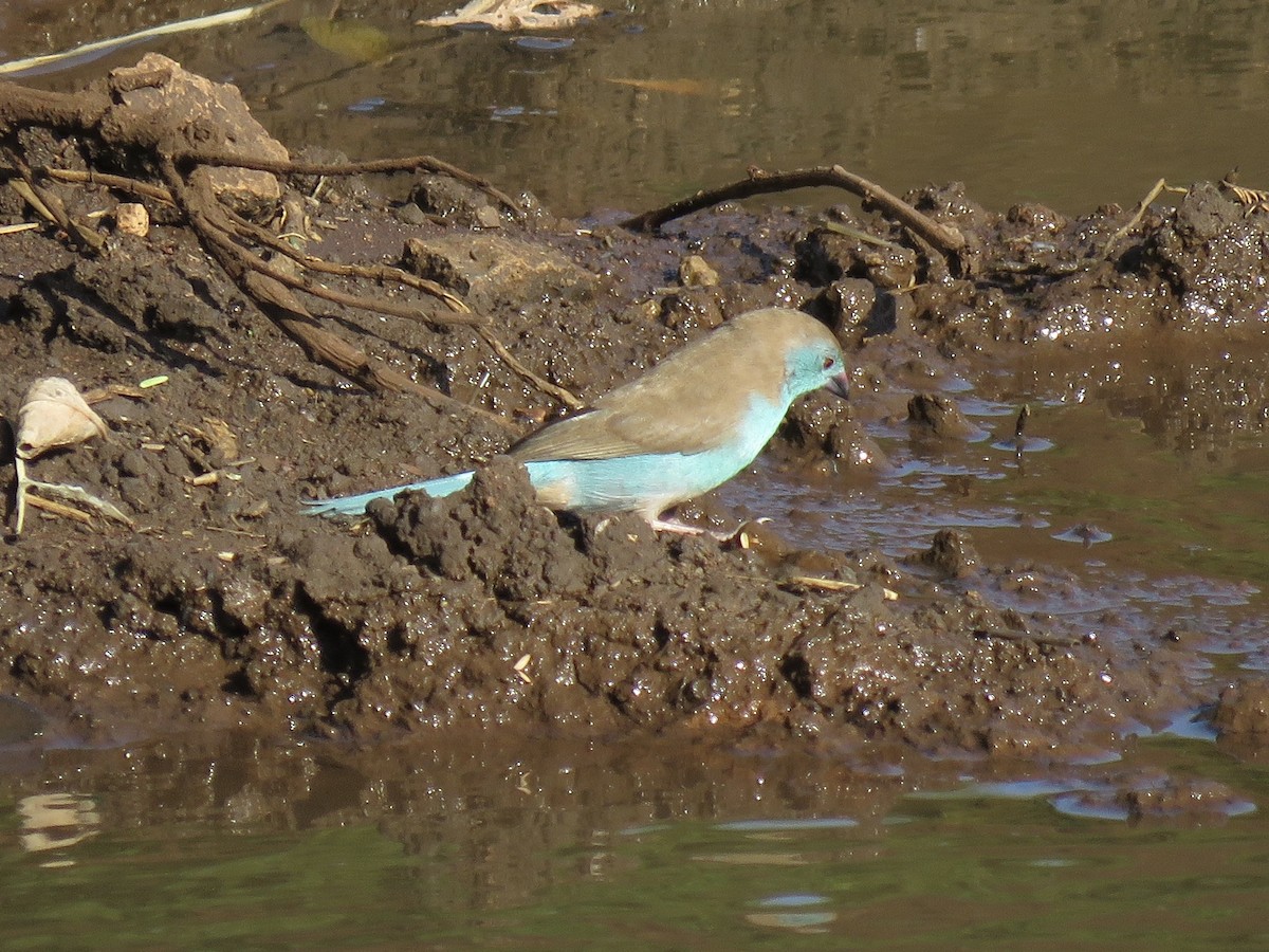 Southern Cordonbleu - ML620758483