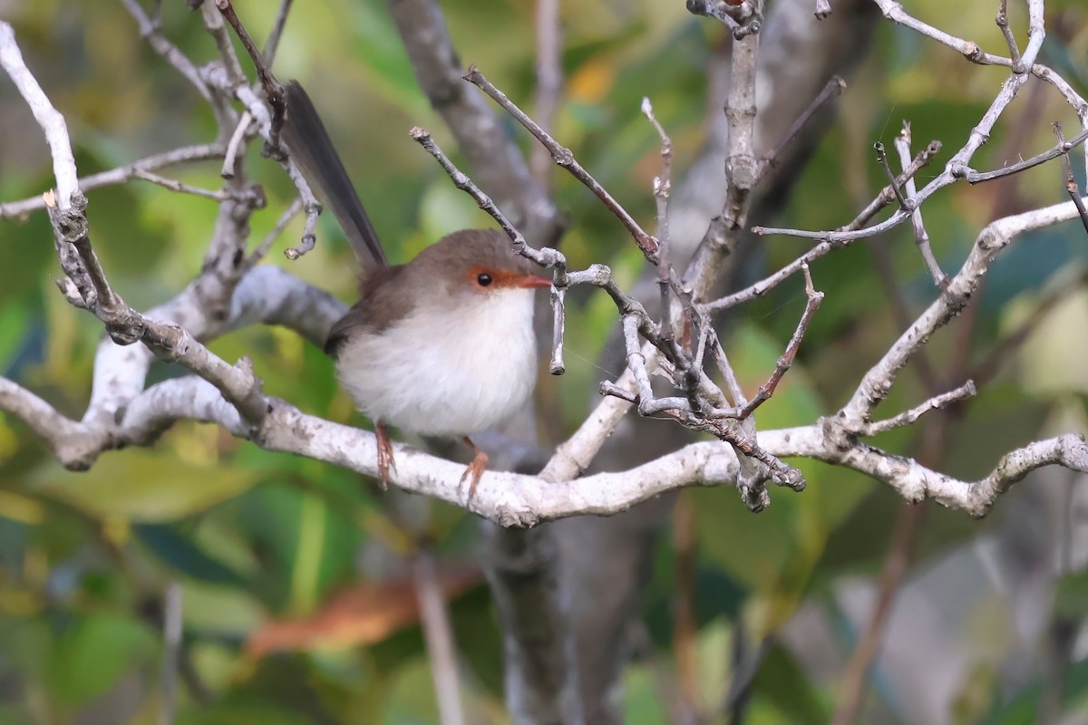 Superb Fairywren - ML620758488