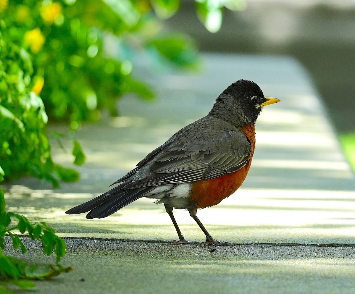 American Robin - ML620758491