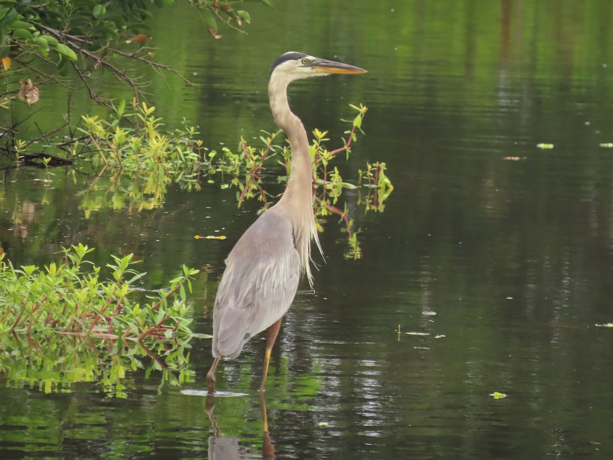 Great Blue Heron - ML620758492