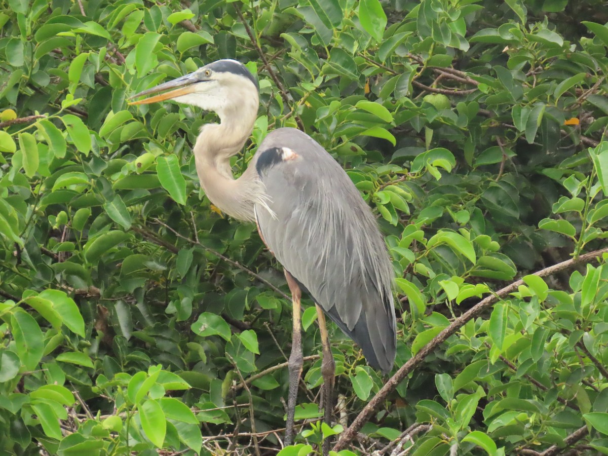 Great Blue Heron - ML620758493