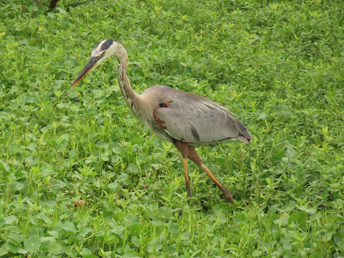 Great Blue Heron - ML620758494