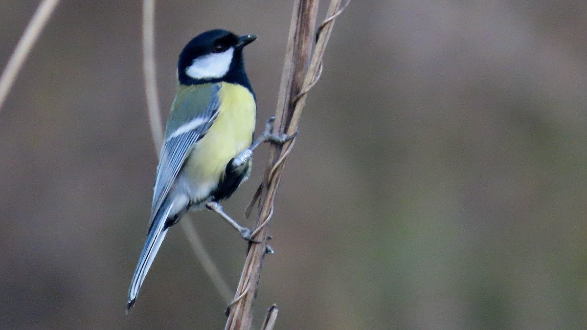 Great Tit - ML620758498