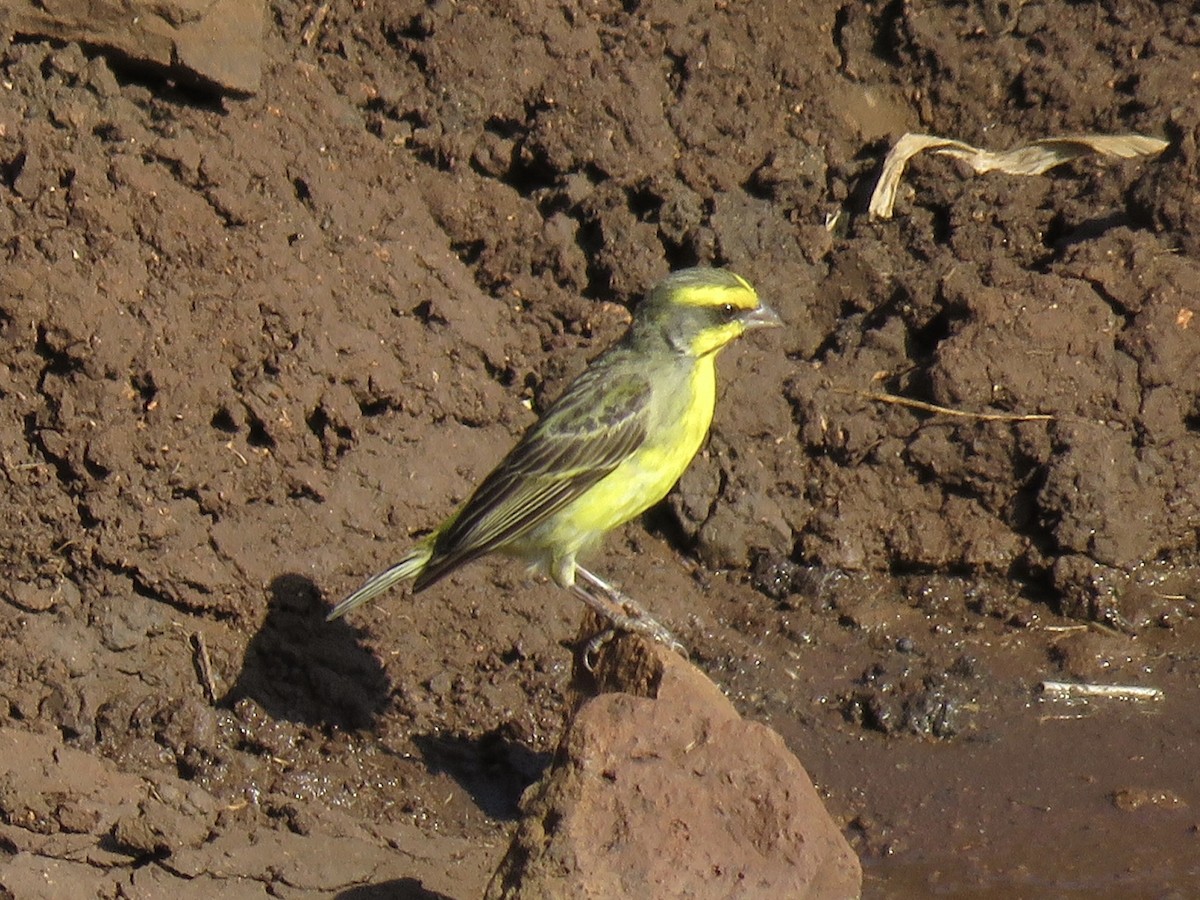 Yellow-fronted Canary - ML620758500