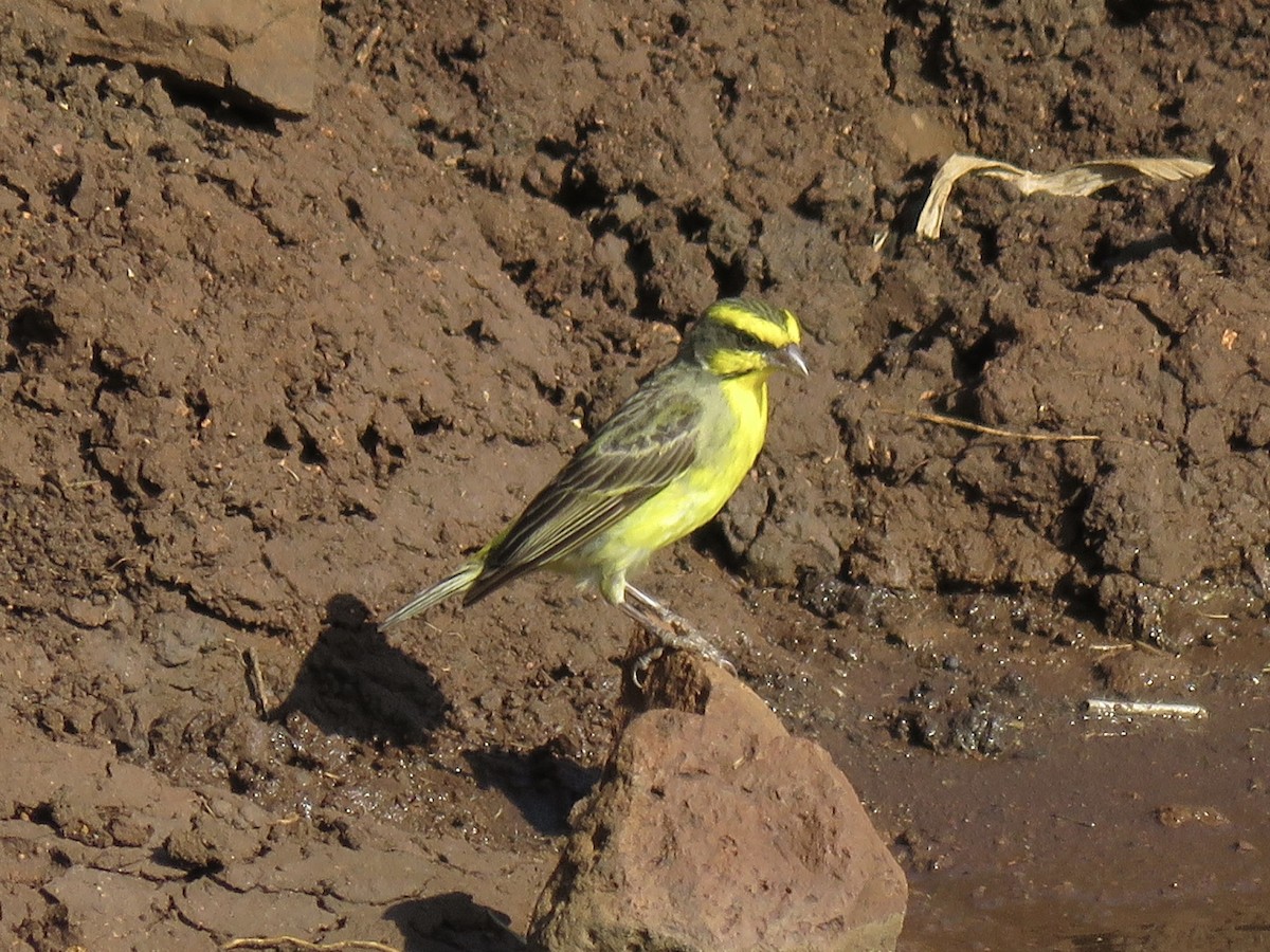 Yellow-fronted Canary - ML620758501