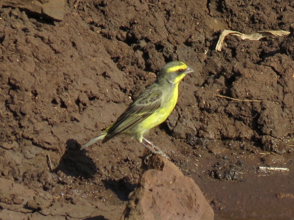Yellow-fronted Canary - ML620758502