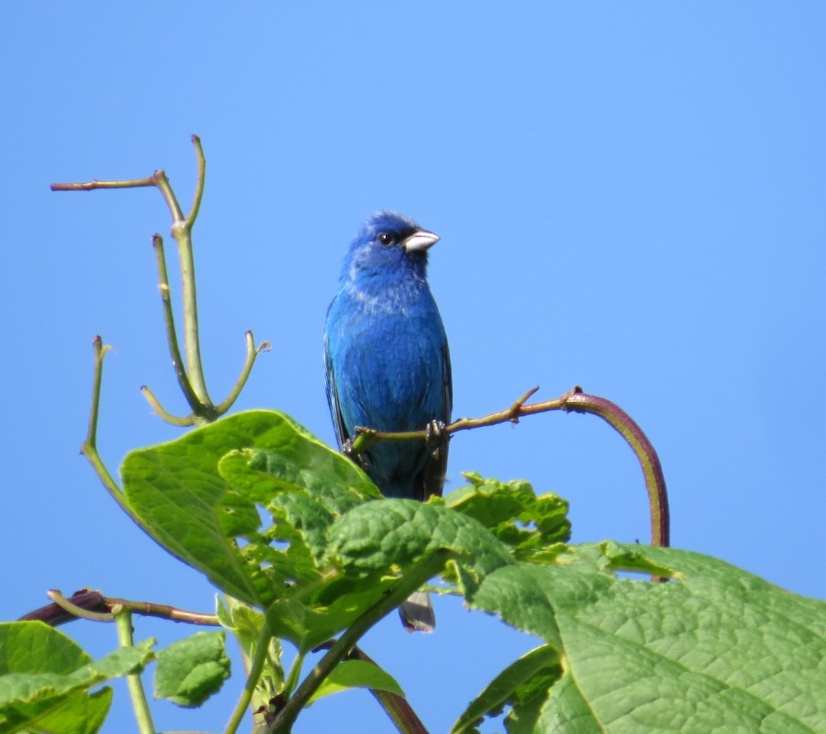 Indigo Bunting - ML620758507