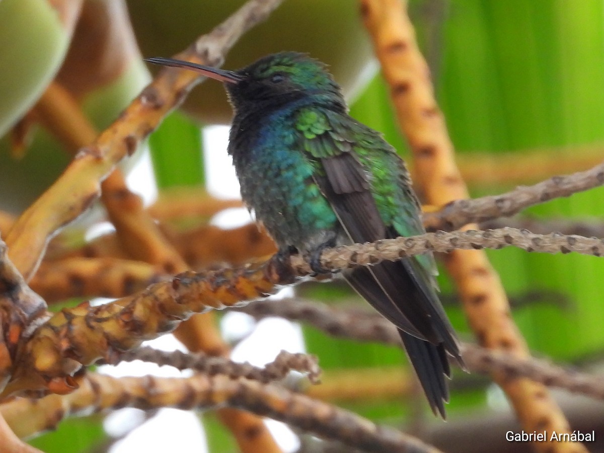 Sapphire-throated Hummingbird - ML620758508