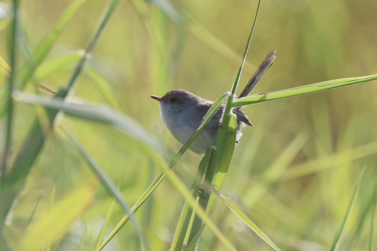 Superb Fairywren - ML620758515