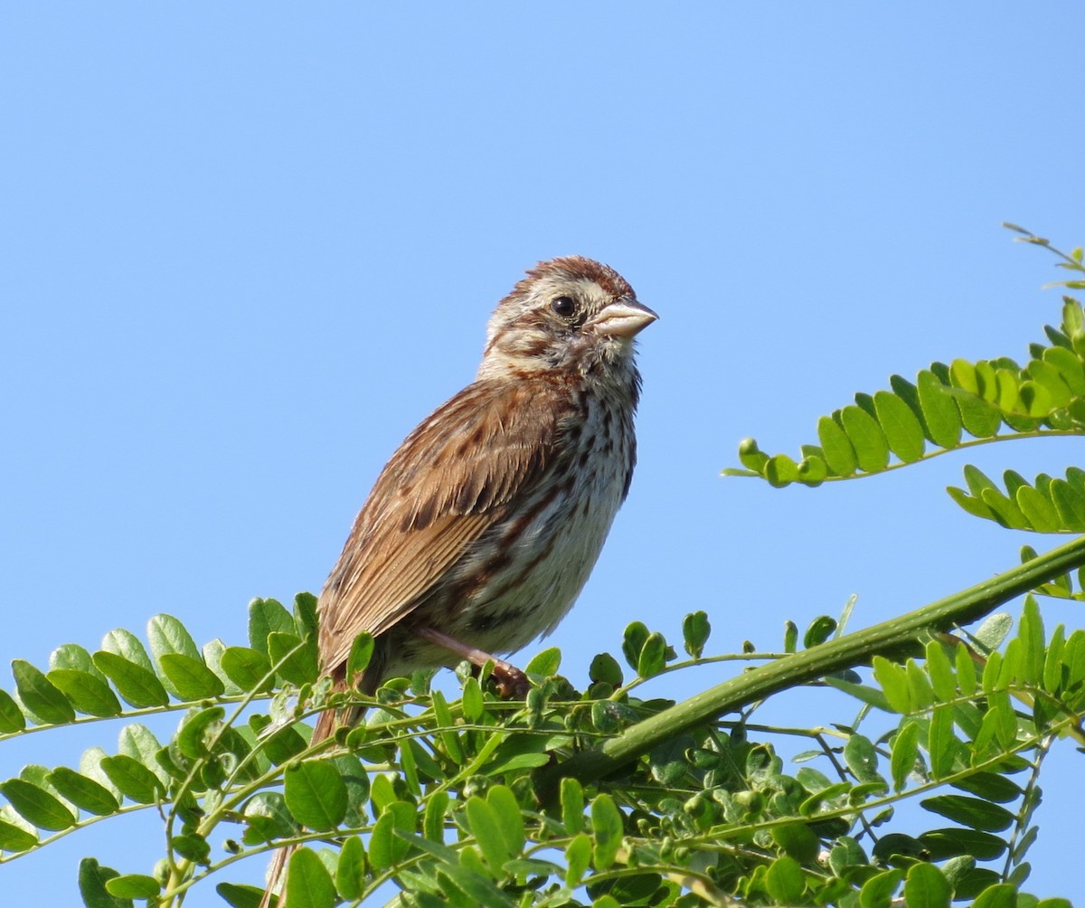 Song Sparrow - ML620758519